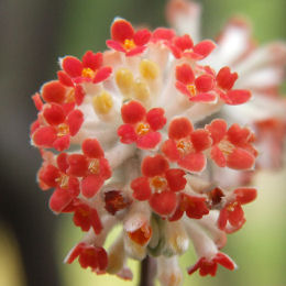 Buisson papier  fleurs rouges, Edgeworthie